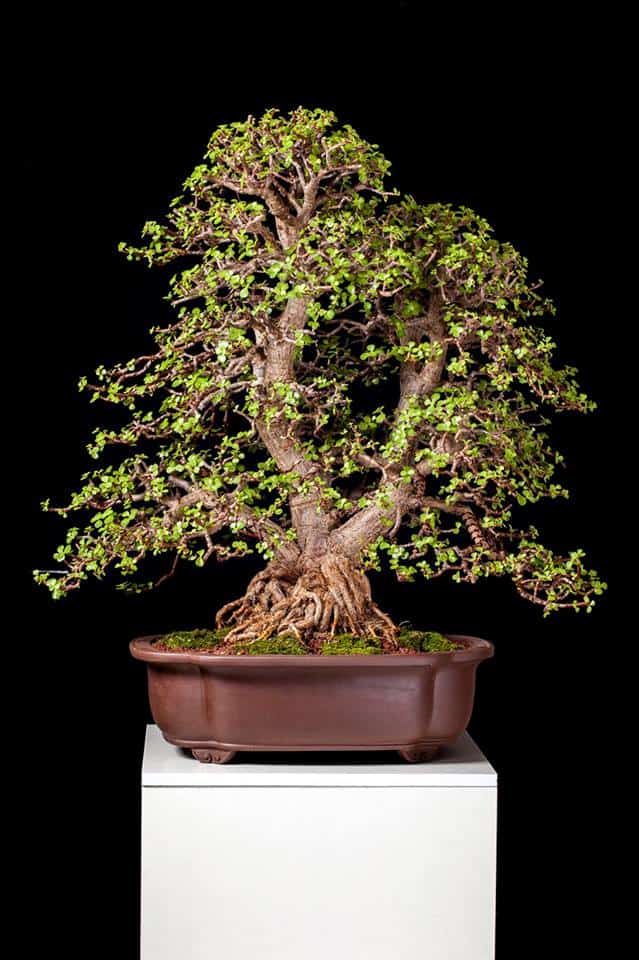 בונסאי עץ הכסף