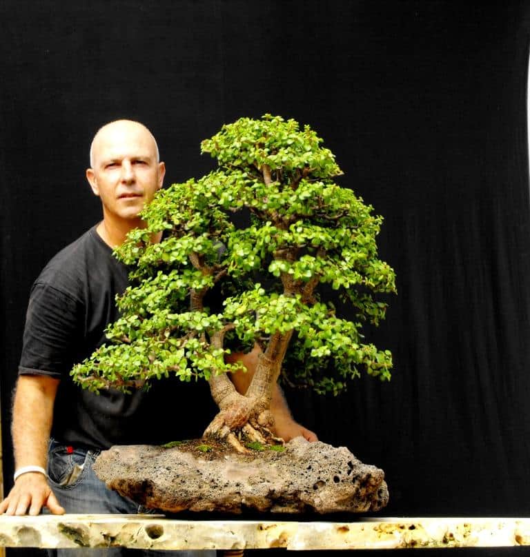 בונסאי עץ הכסף