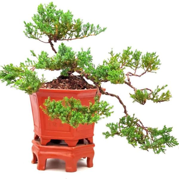 בונסאי ערער פרוקומבנס