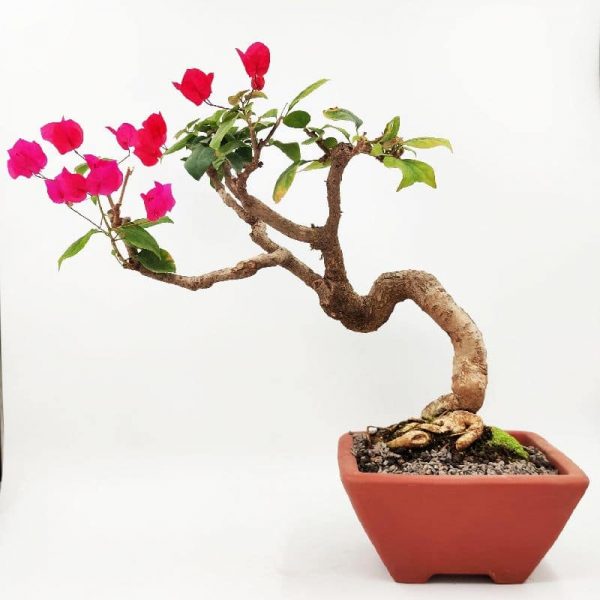 בוגנוויליה בונסאי פינק פיקסי