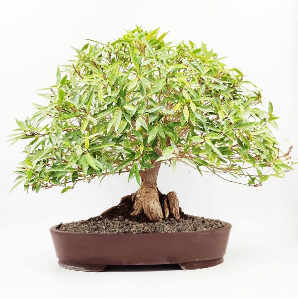 בונסאי פיקוס נריפוליה