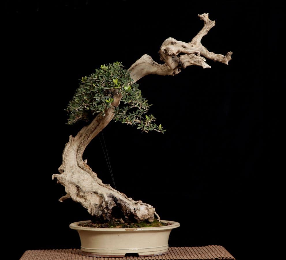 עץ בונסאי זית