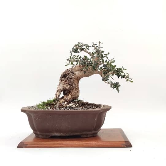 עיצוב עצי זית