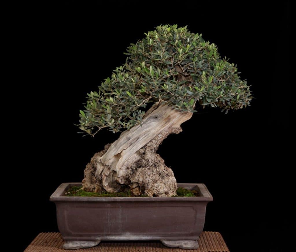 עצי זית ננסיים