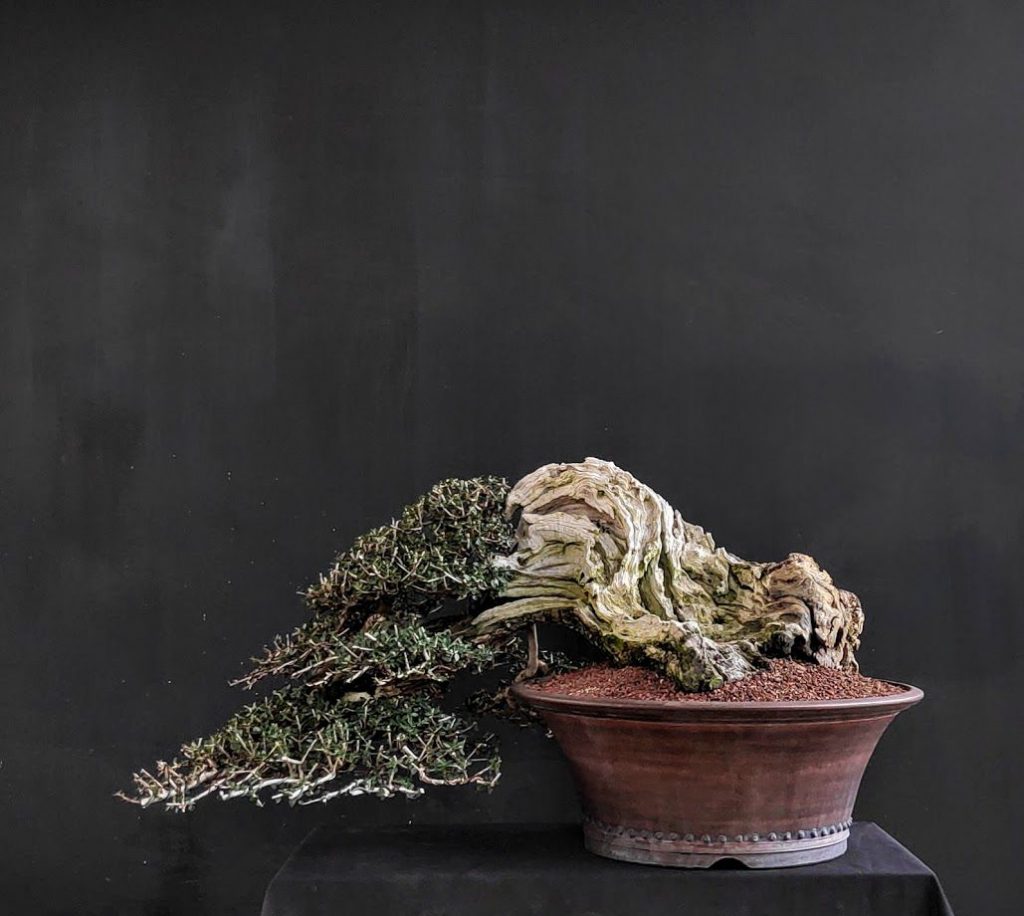 עץ זית בונסאי