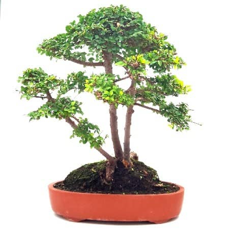 בונסאי אולמוס קטן עלים