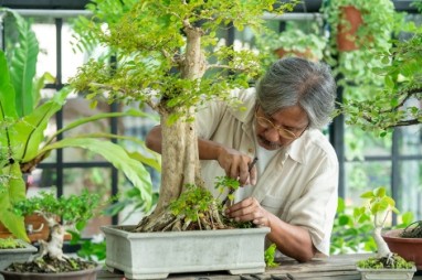 עובד במשתלה יפנית