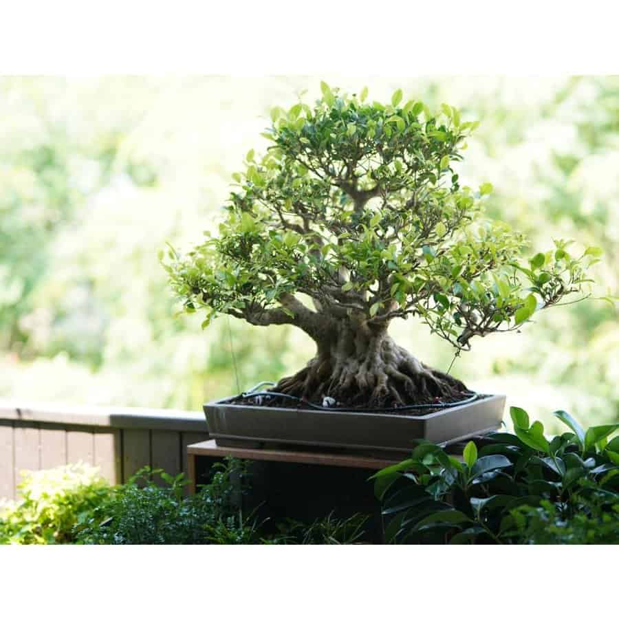 בונסאי פיקוס