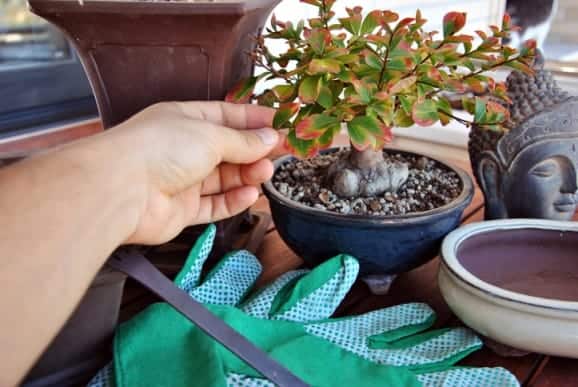 קורס בונסאי