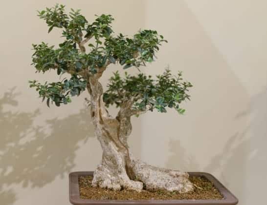 עיצוב עץ זית